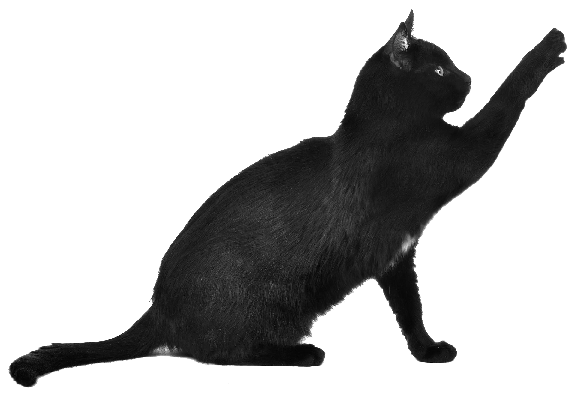 Cat Scratch Image